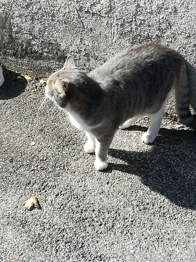 Sempre più bella.10