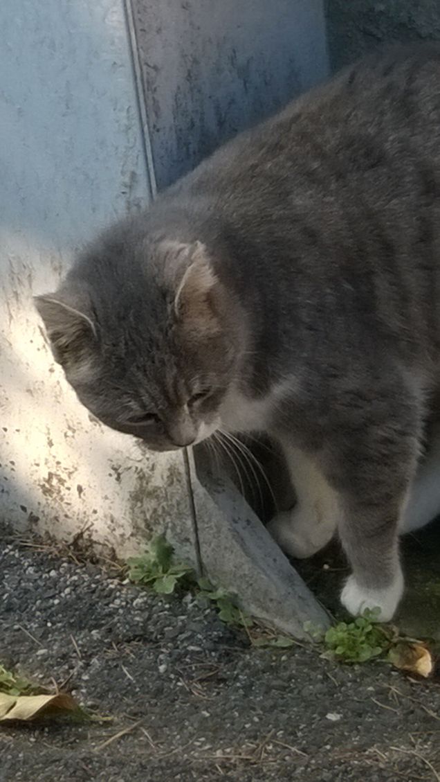 Sempre più bella.16