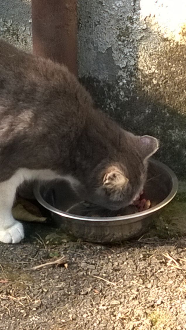 Sempre più bella.17