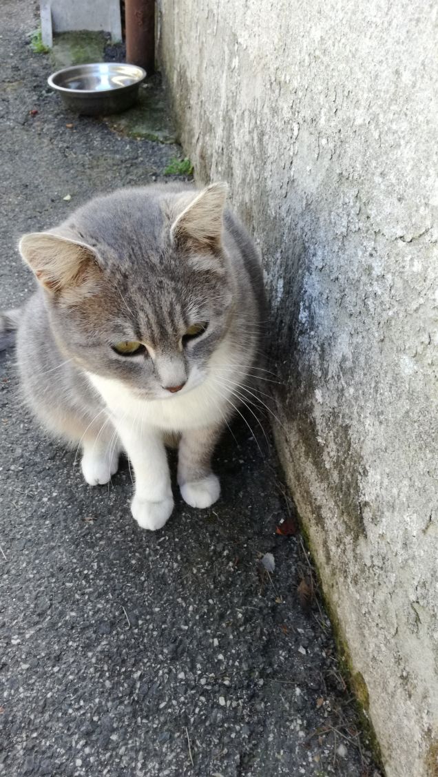 Meravigliosamente gatta.