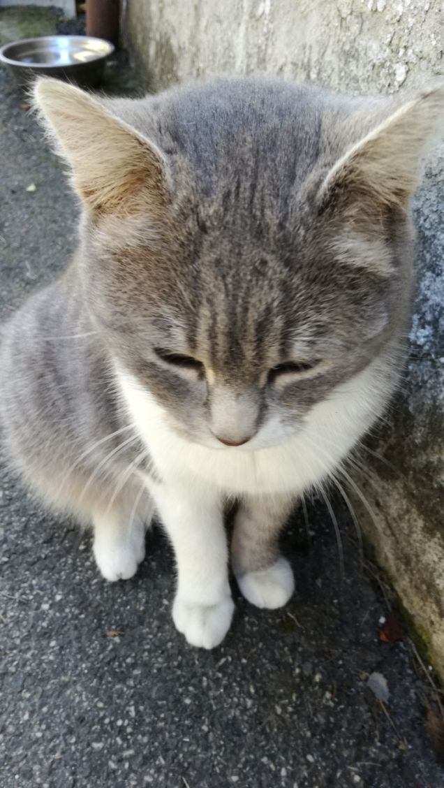 Meravigliosamente gatta.1