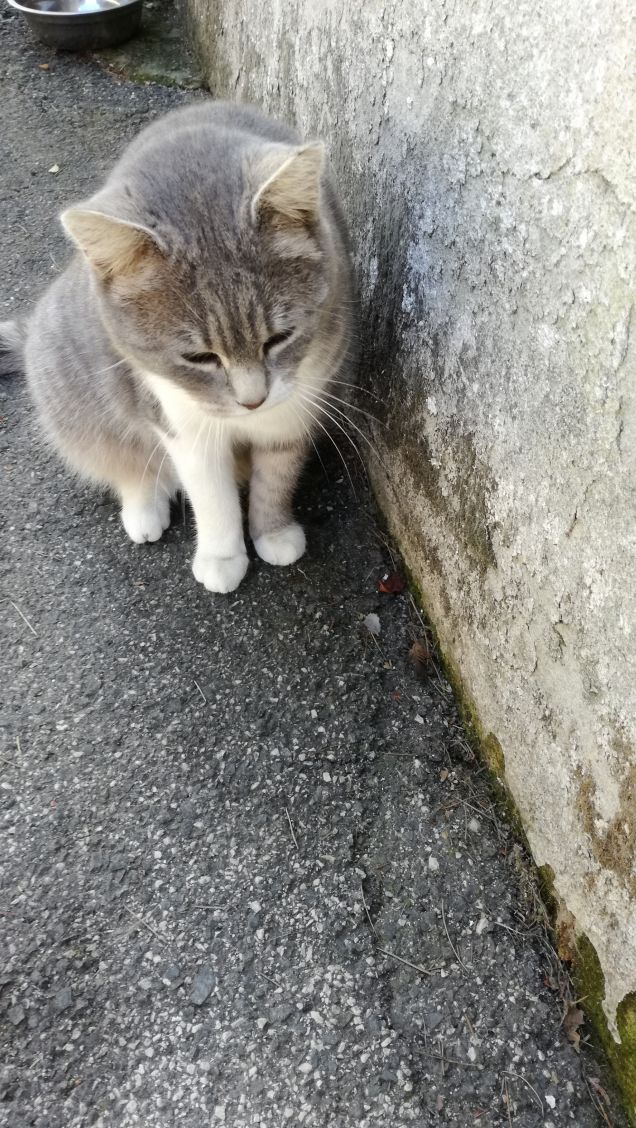 Meravigliosamente gatta.3