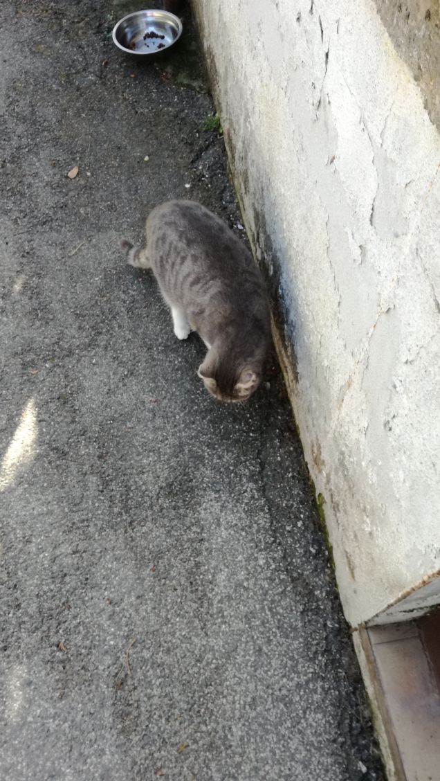 Meravigliosamente gatta.4