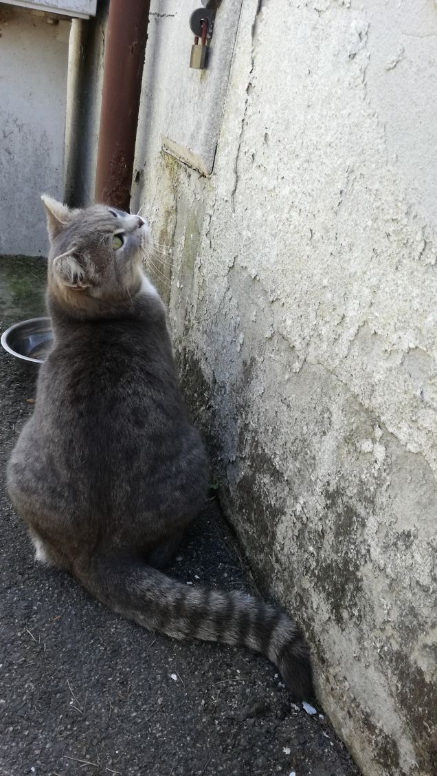 Meravigliosamente gatta.5