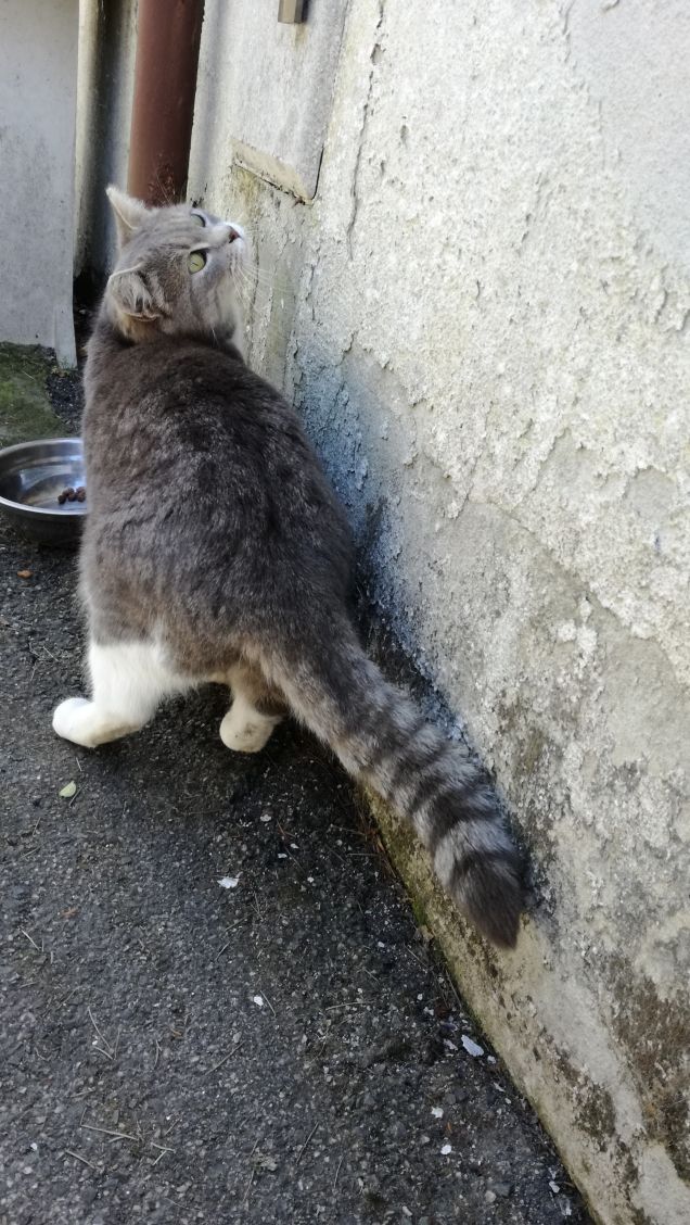 Meravigliosamente gatta.6