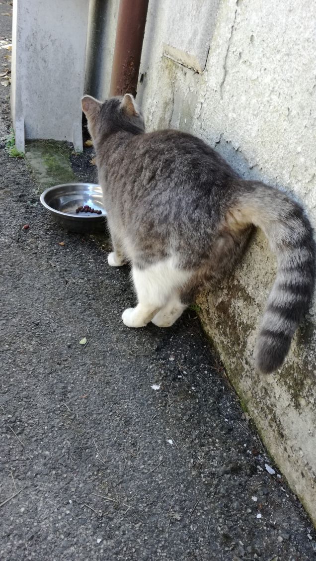 Meravigliosamente gatta.7