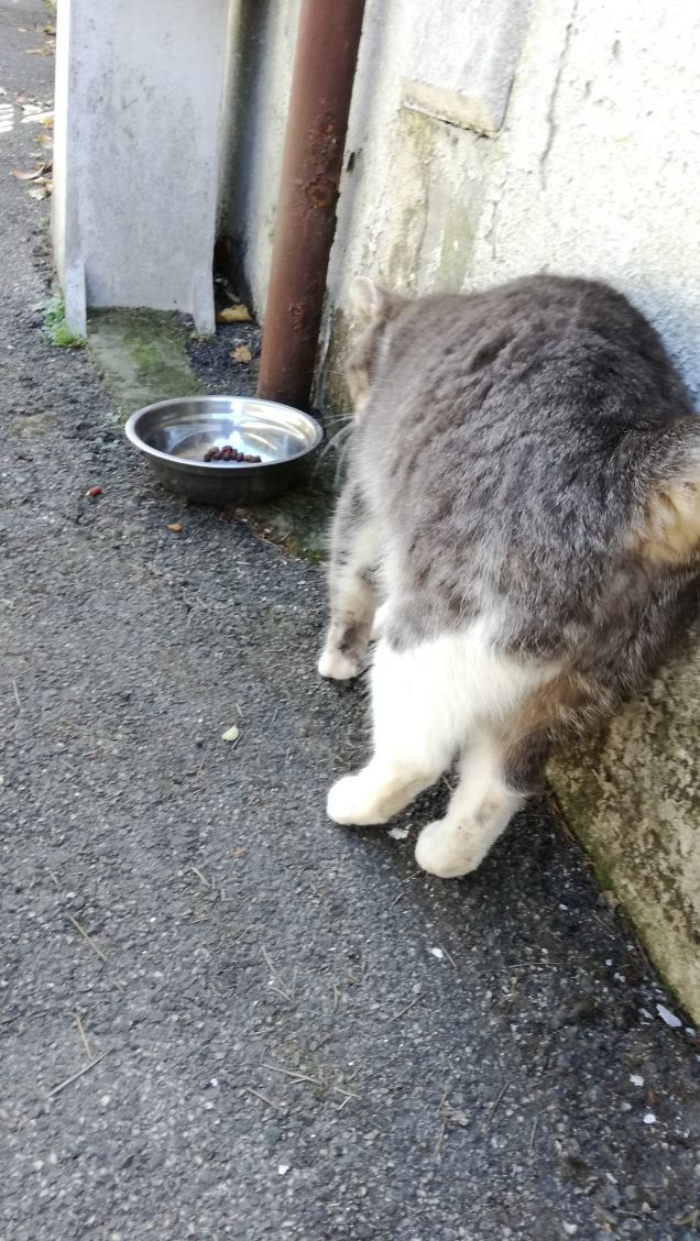 Meravigliosamente gatta.8