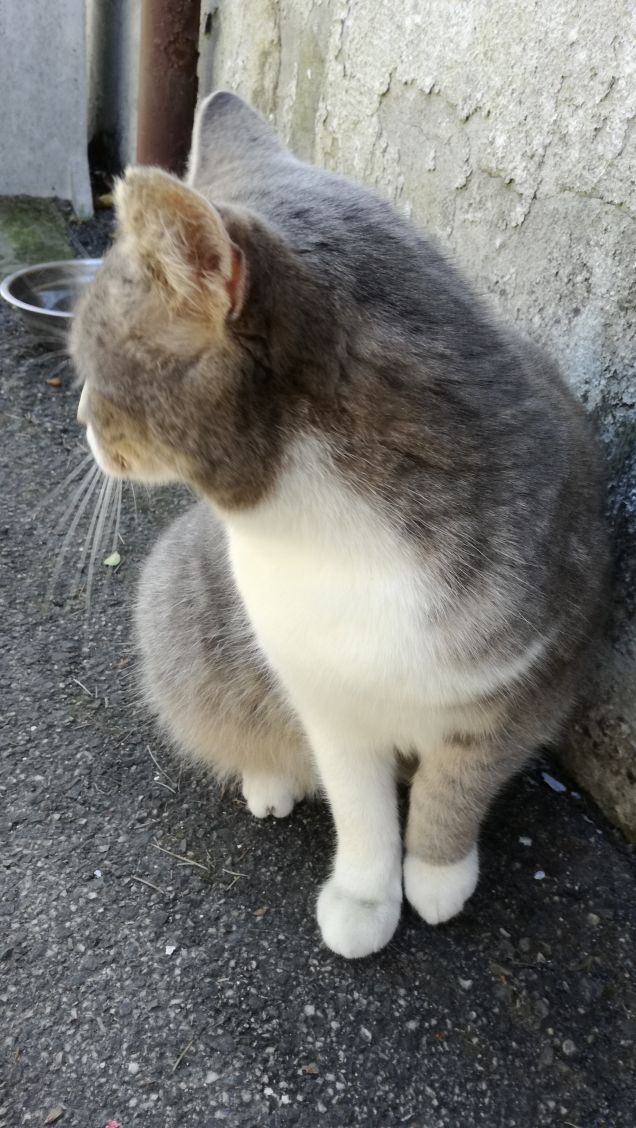 Meravigliosamente gatta.9