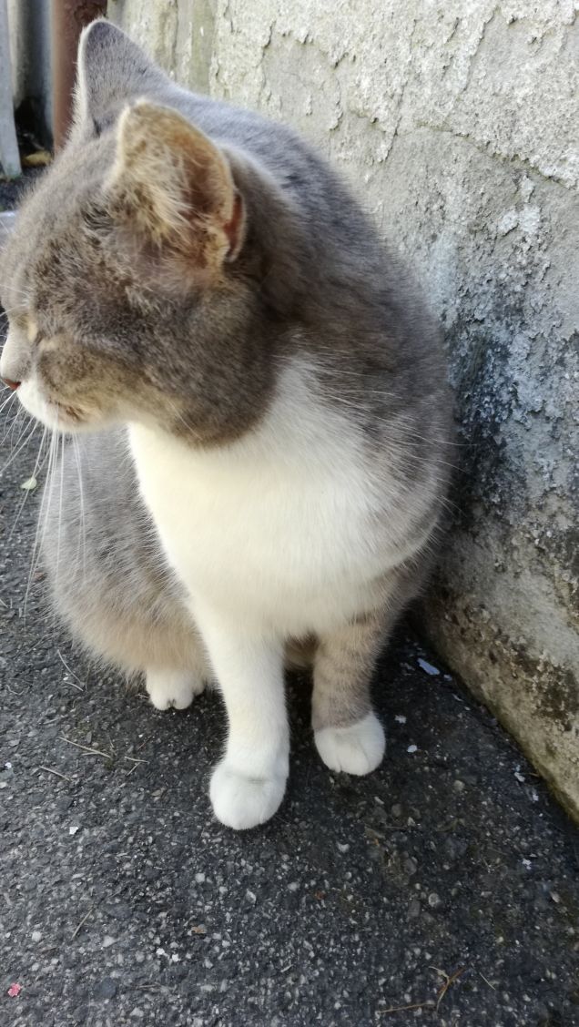 Meravigliosamente gatta.10