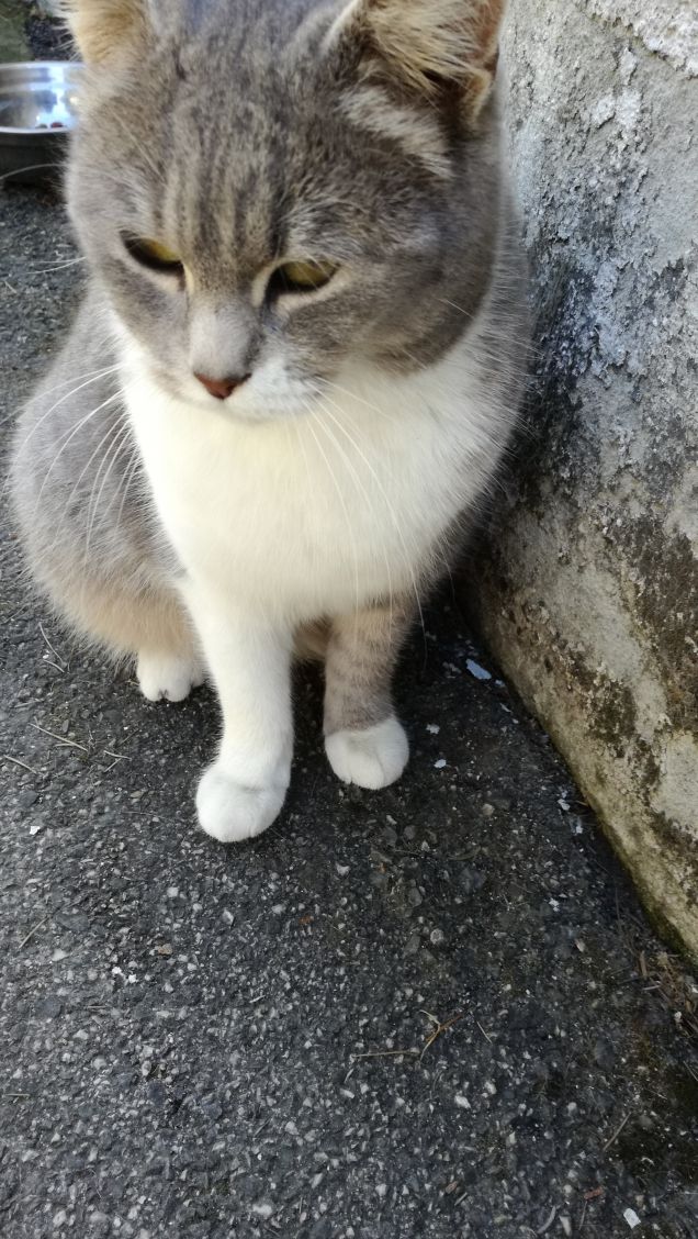 Meravigliosamente gatta.11