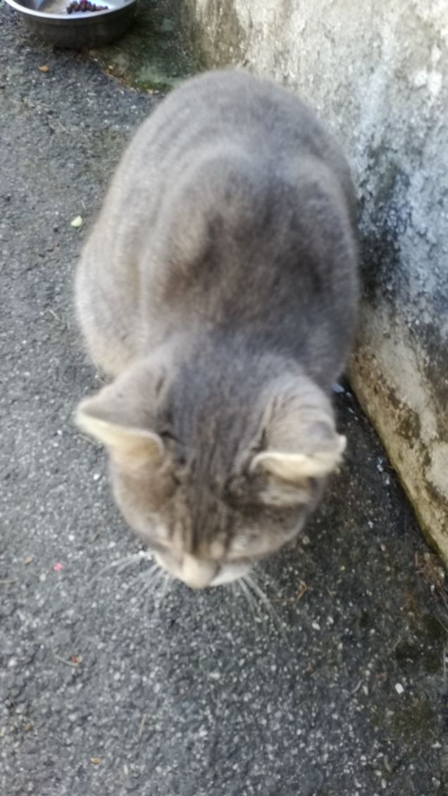 Meravigliosamente gatta.12