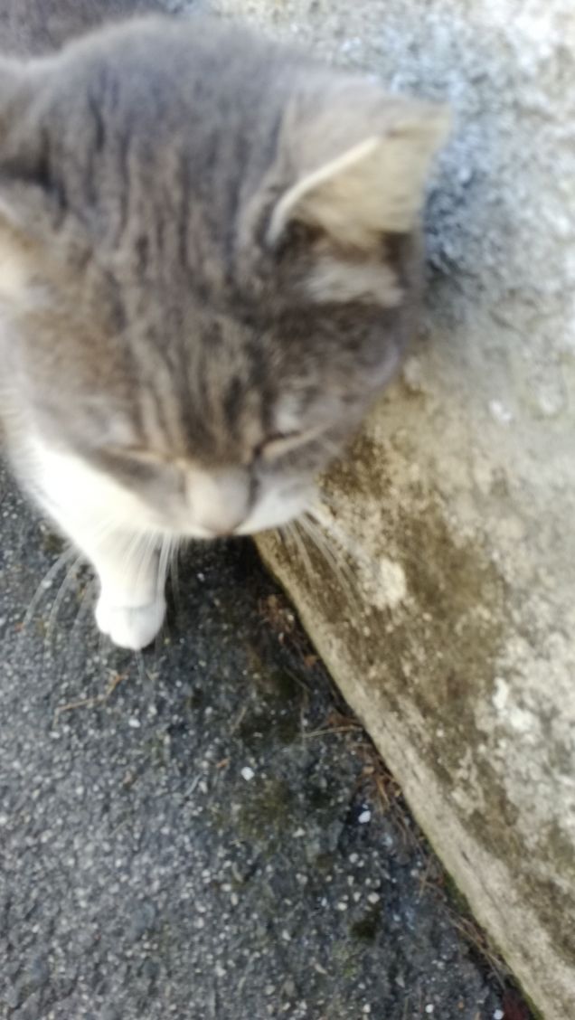 Meravigliosamente gatta.13