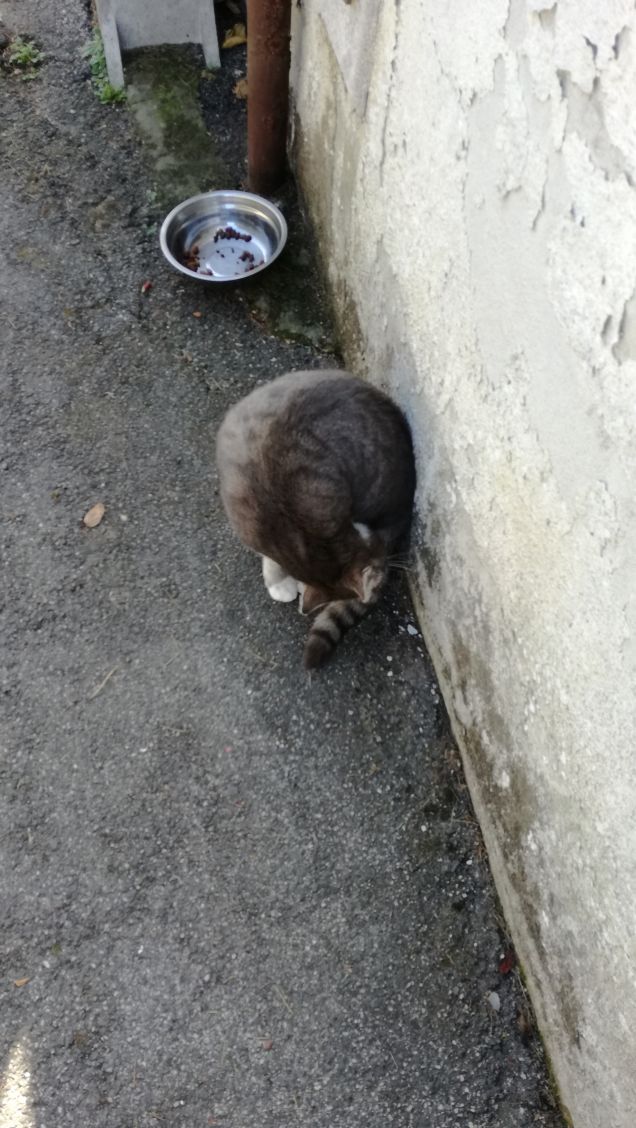 Meravigliosamente gatta.14