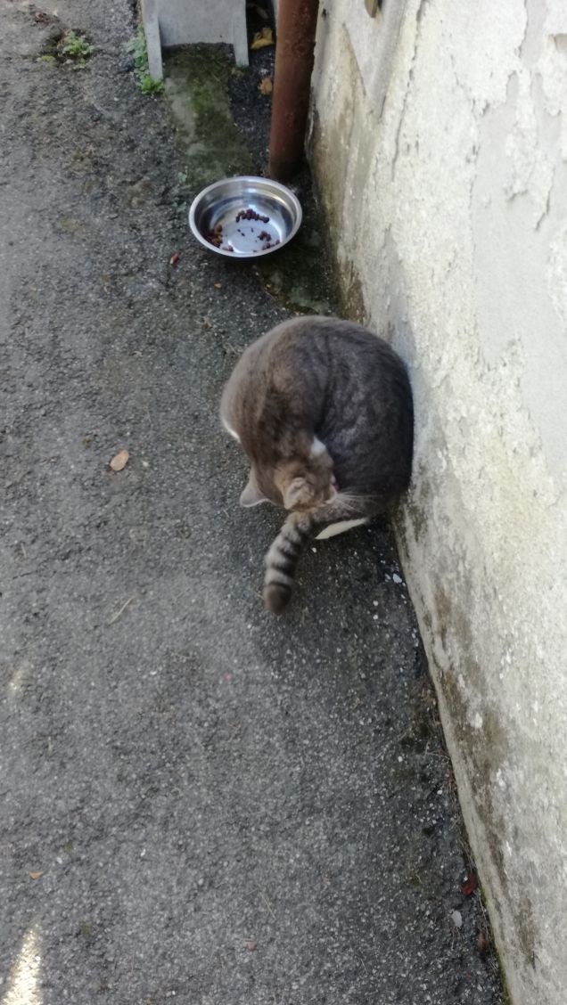 Meravigliosamente gatta.15