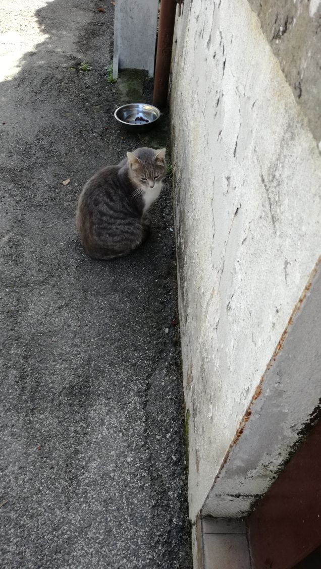 Meravigliosamente gatta.16