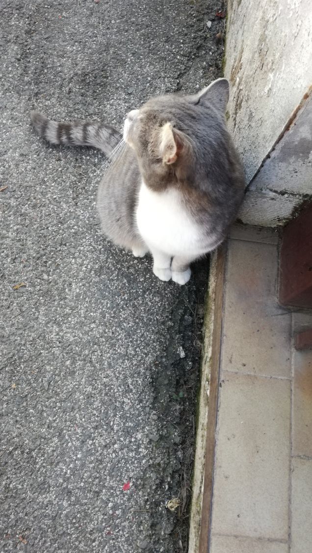 Meravigliosamente gatta.17