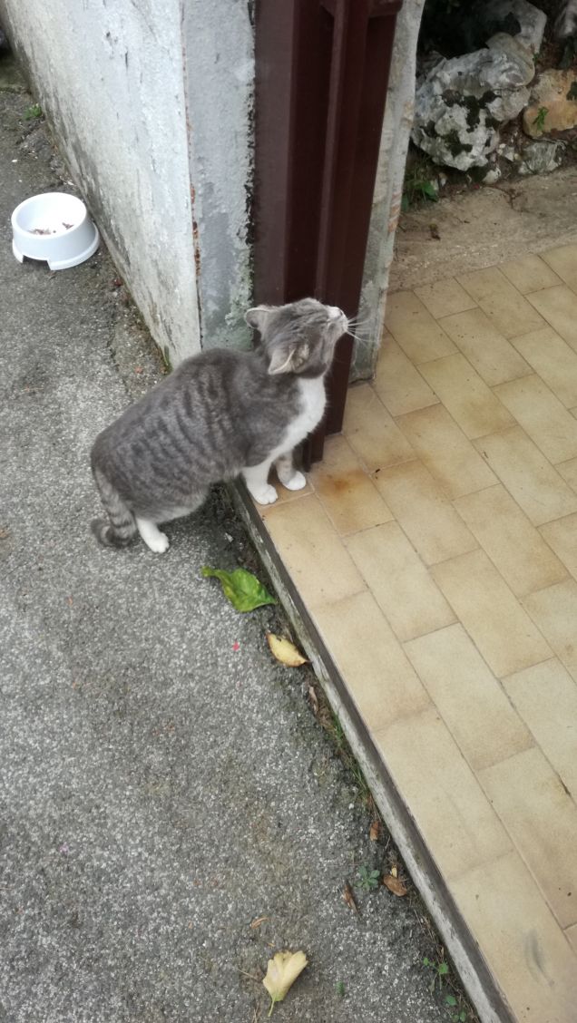 Sono grigia e tanto bella