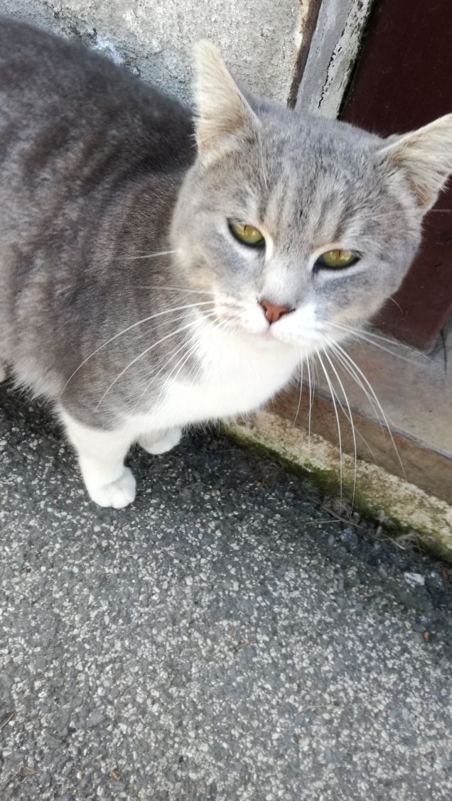 Sono grigia e tanto bella1