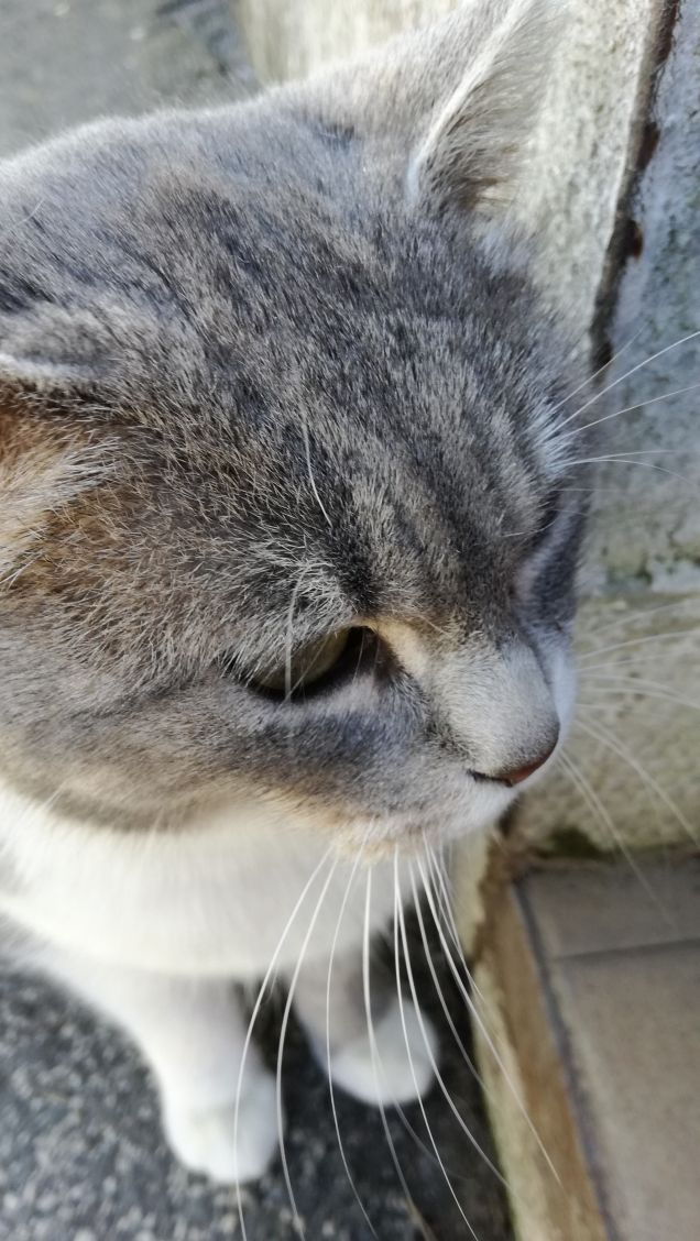 Sono grigia e tanto bella4