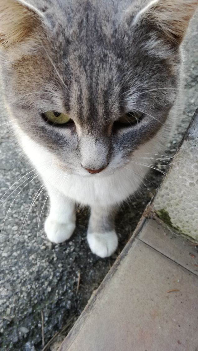 Sono grigia e tanto bella6