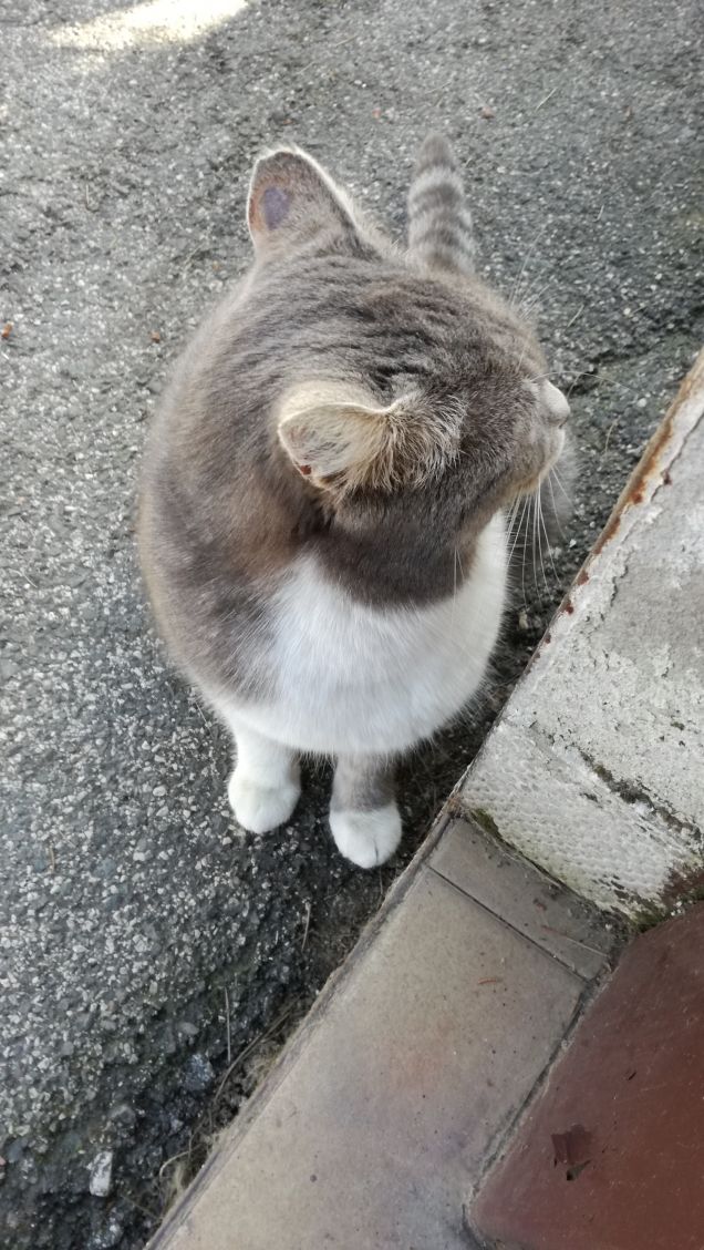 Sono grigia e tanto bella7