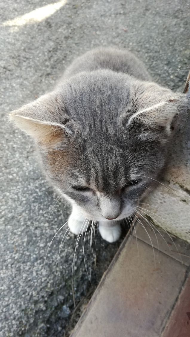 Sono grigia e tanto bella8