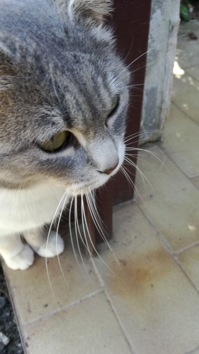 Sono grigia e tanto bella10