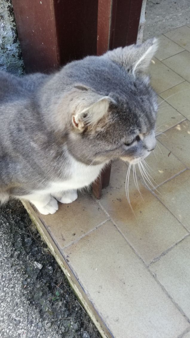 Sono grigia e tanto bella11