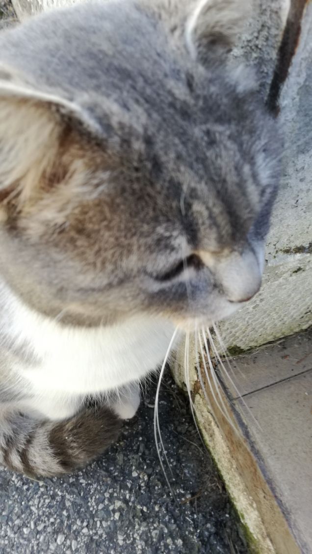 Sono grigia e tanto bella12