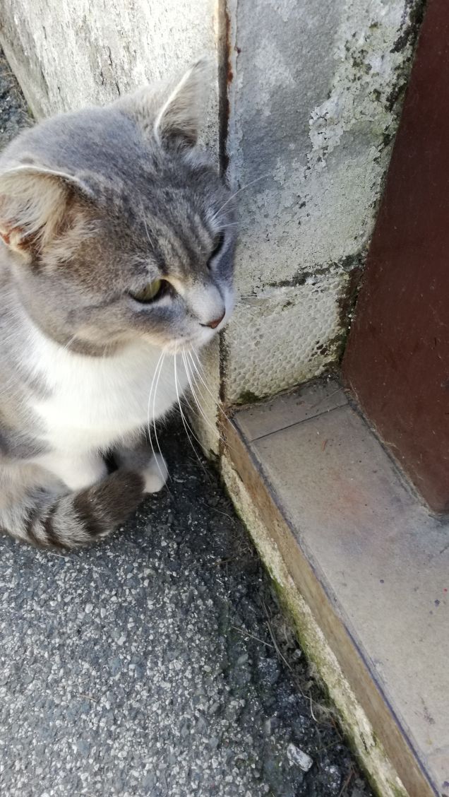 Sono grigia e tanto bella13