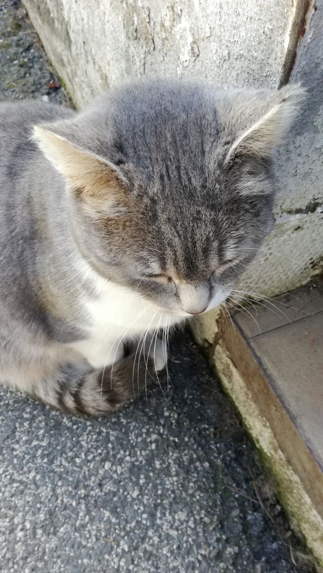 Sono grigia e tanto bella14