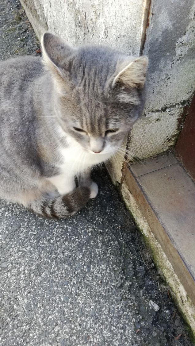 Sono grigia e tanto bella15