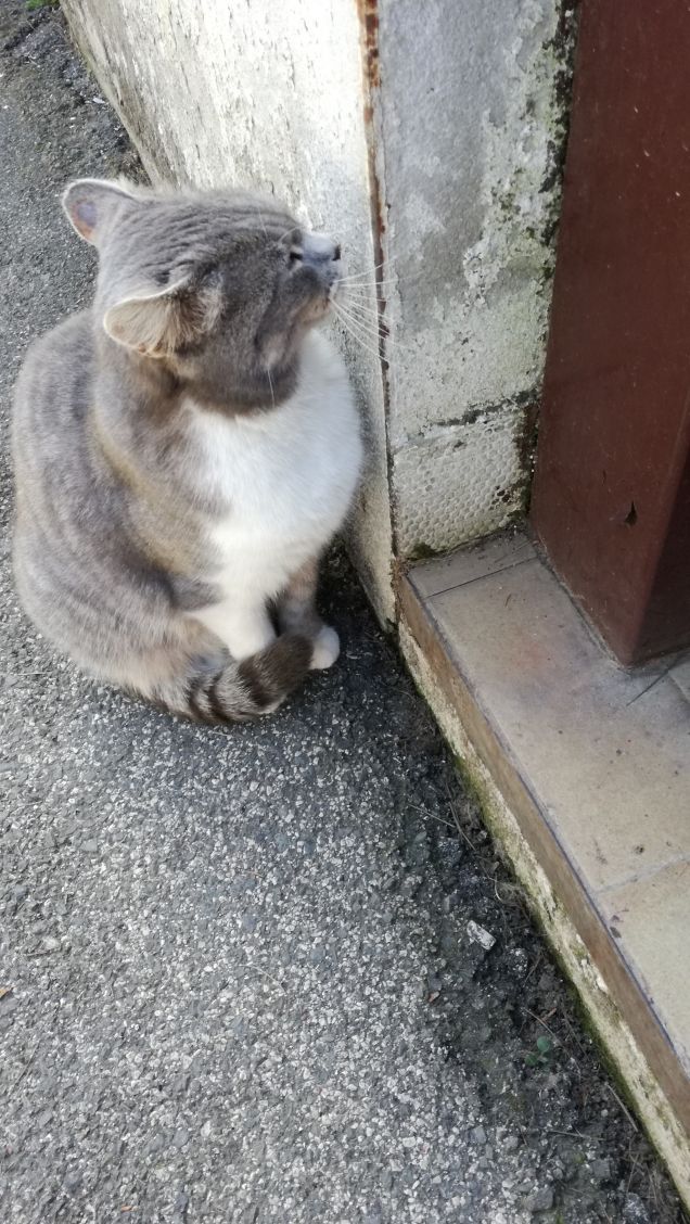 Sono grigia e tanto bella17