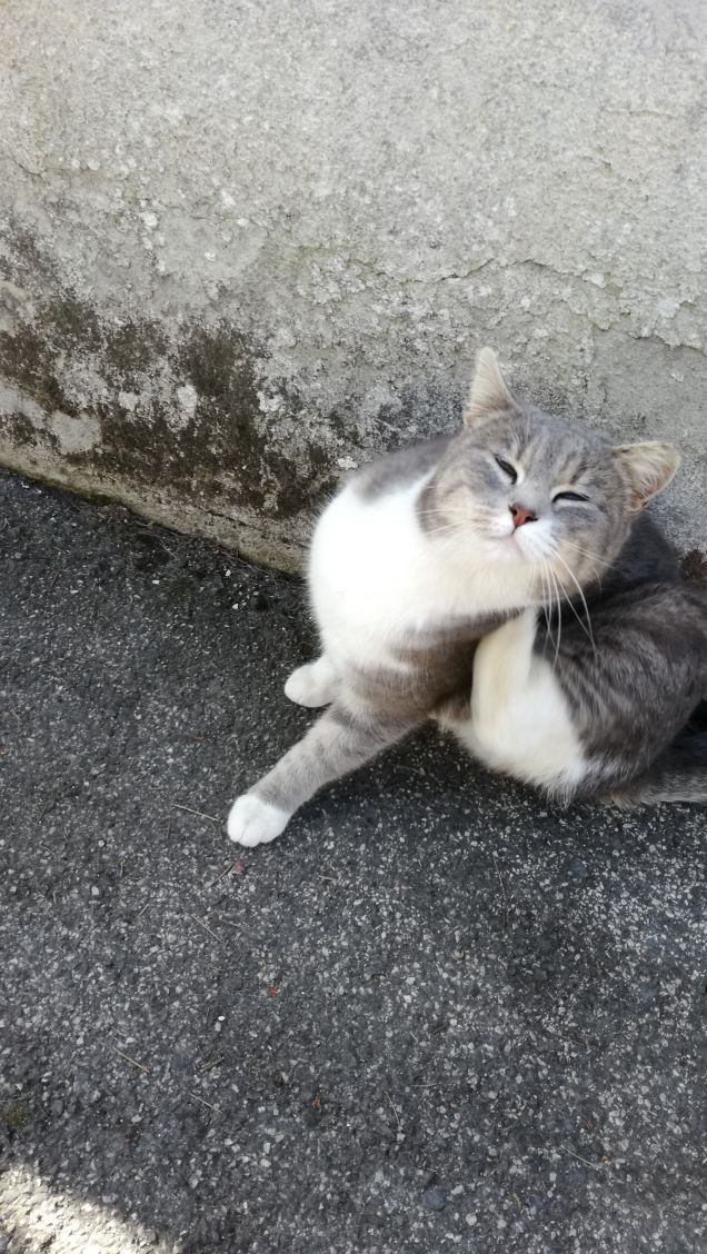 Sono grigia e tanto bella19