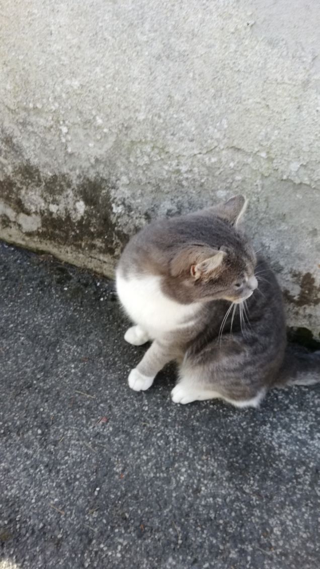 Sono grigia e tanto bella20