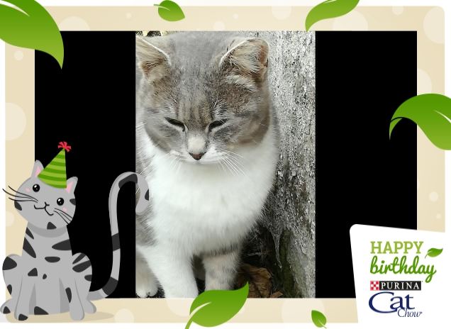 Tanti Auguri da Micia