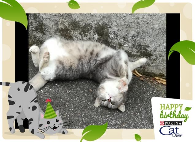 Happy Birthday Micia