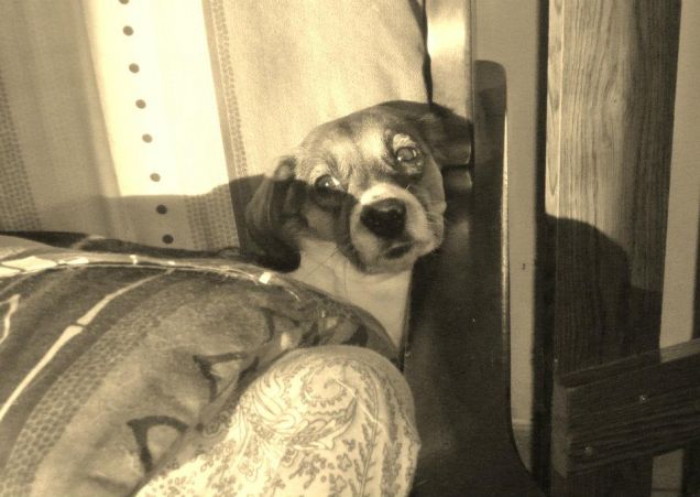 Meravigliosa creatura 