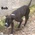 BOXER CERCA CASA :  BOB