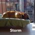 BOXER MASCHIO CERCA CASA 