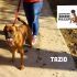 BOXER MASCHIO CERCA CASA : TAZIO