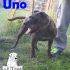 PITBULL CERCA CASA :  UNO