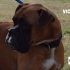 BOXER CERCA CASA  :  VICTOR