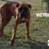 BOXER CERCA CASA