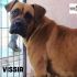 BOXER FEMMINA CERCA CASA :  VISSIA