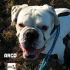 BOXER BIANCO CERCA CASA