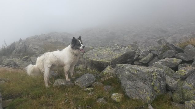 Denki in osservazione...