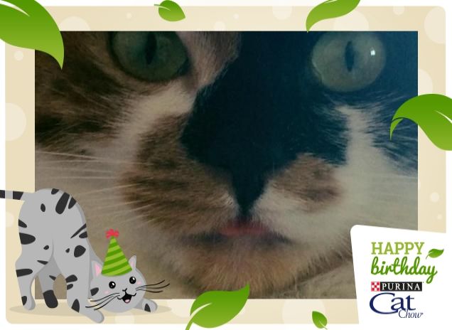 Micio auguri Catchow!