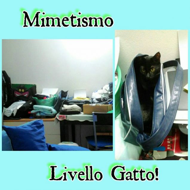 Gatto Mimetico!