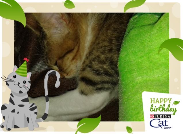 Ricordi del mio primo compleanno